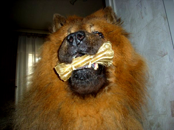 Happy Dog und Knochen