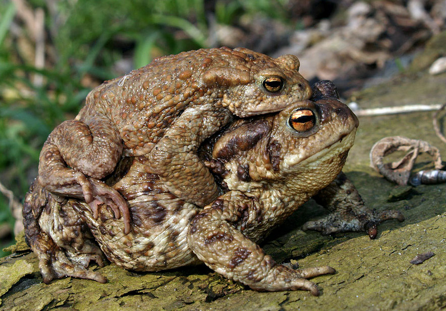 Ich werde es nicht geben