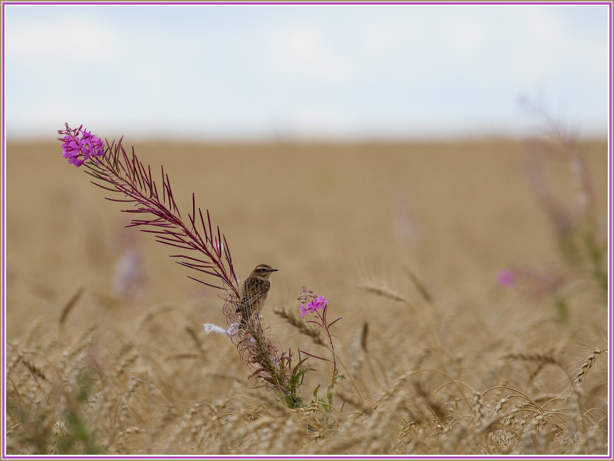 Arrangement im orientalischen Stil.