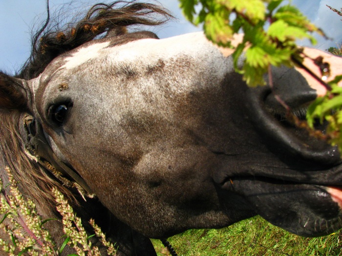 Aus irgendeinem Grund erinnere Schopenhauer ...