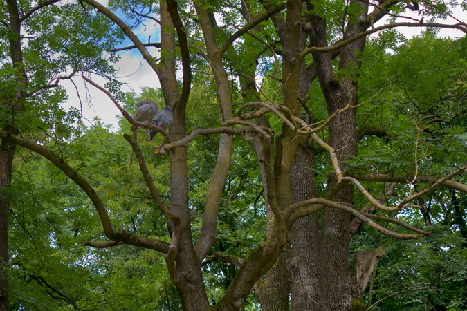 übernatürlichen Tauben
