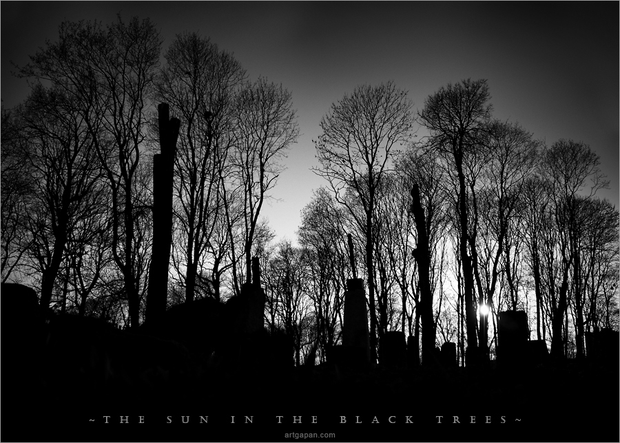 [ The sun in the black trees ]