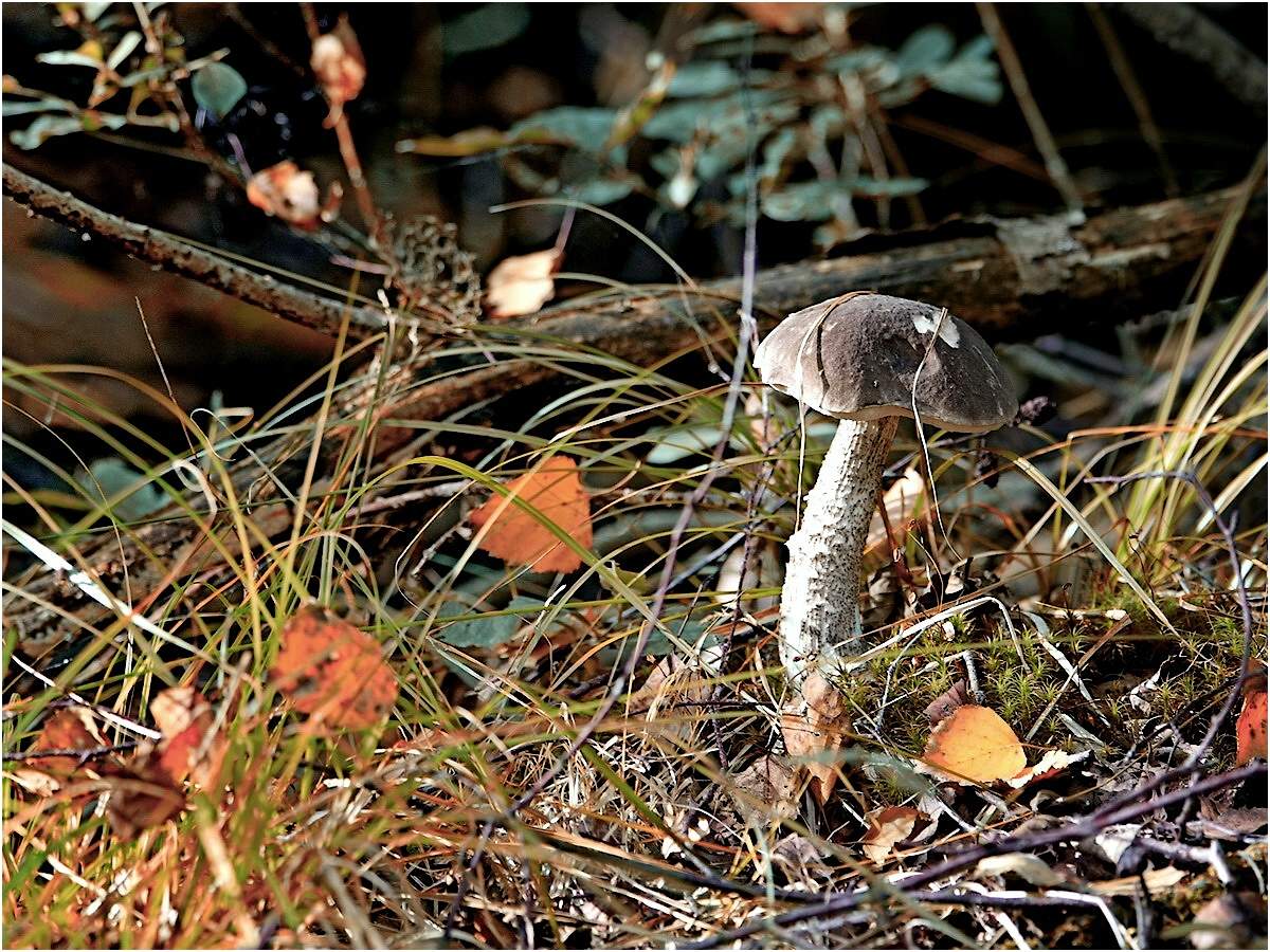 essbar - nicht essbar