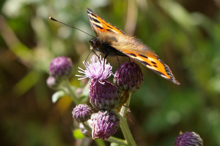 Variegated Schmetterling