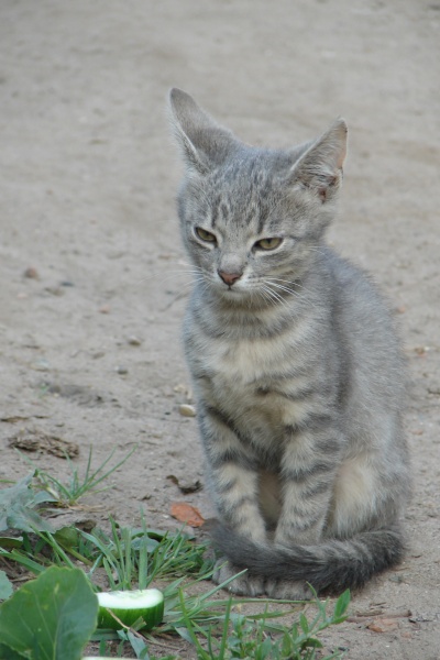 Kitten mit einer Gurke