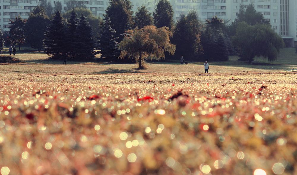 Am frühen Morgen früh fallen ...