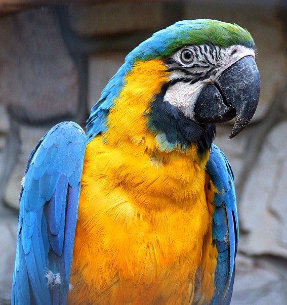 Portrait eines Papagei
