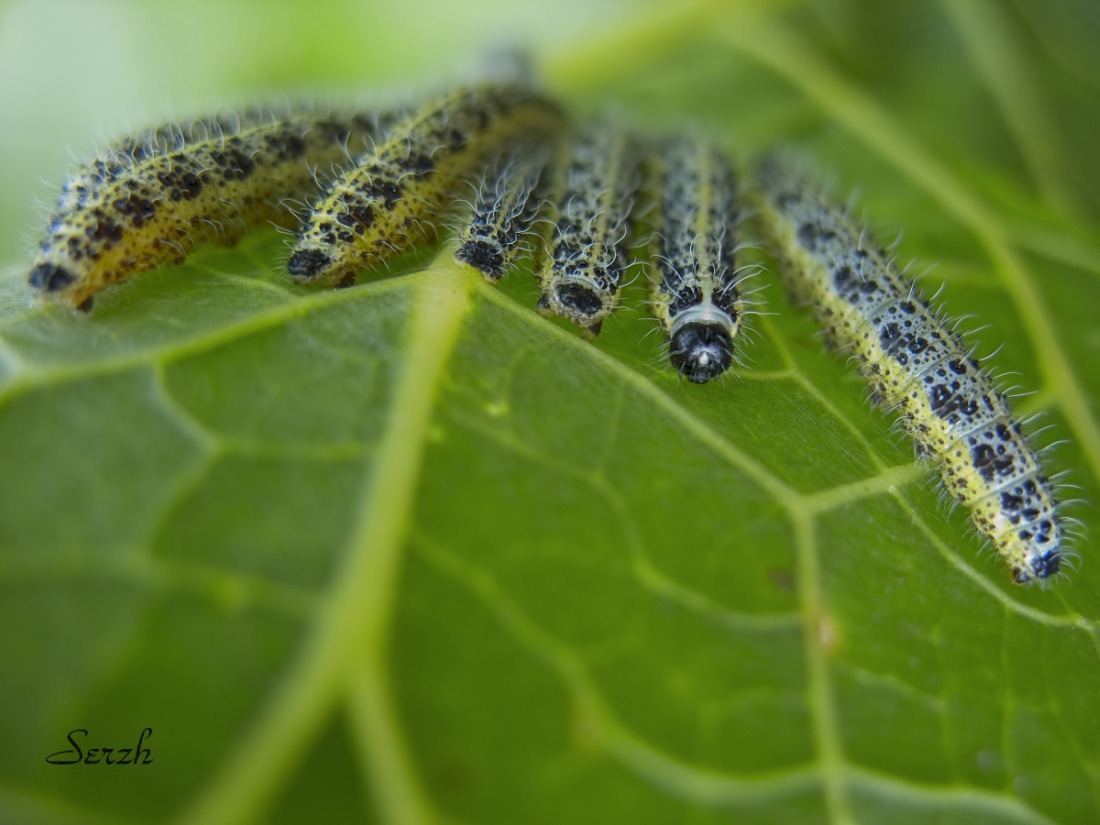 Aufgezeichnet Express