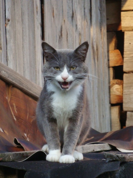 Smile, schießen Sie!