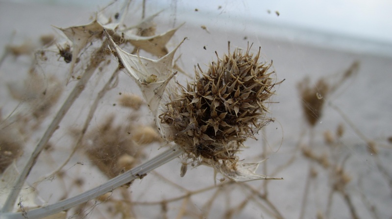 "Fruit of the Desert"