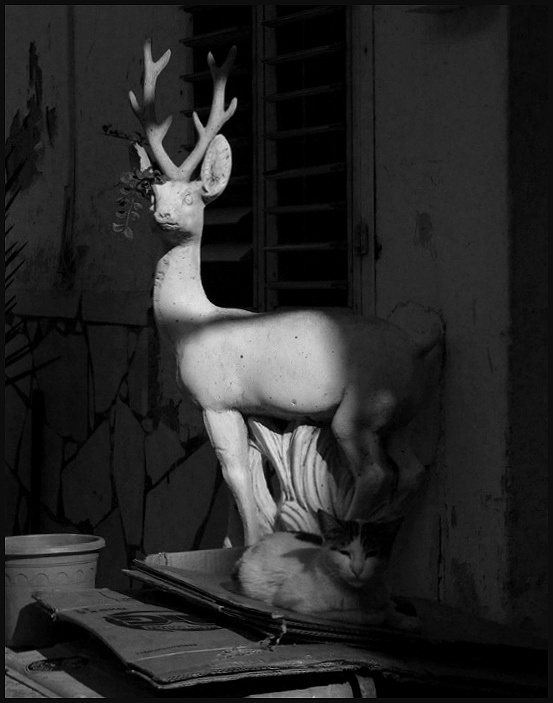 Die Katze kam zu verfolgen Unterstützung