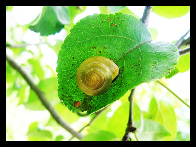 Schnecke =)