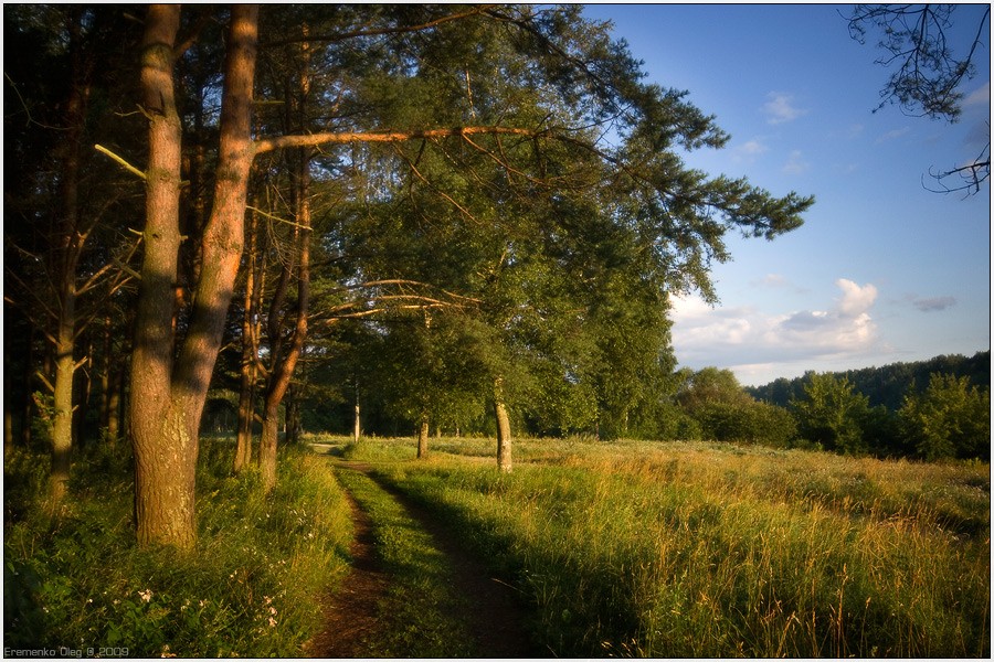 Morgen am Rande des Waldes