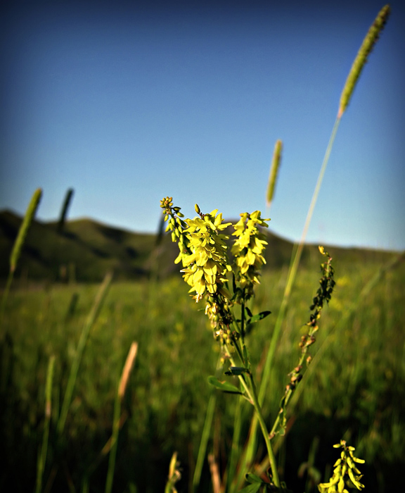 Gelbe eeeeeeeeee ........ ........ don `t wissen, wer