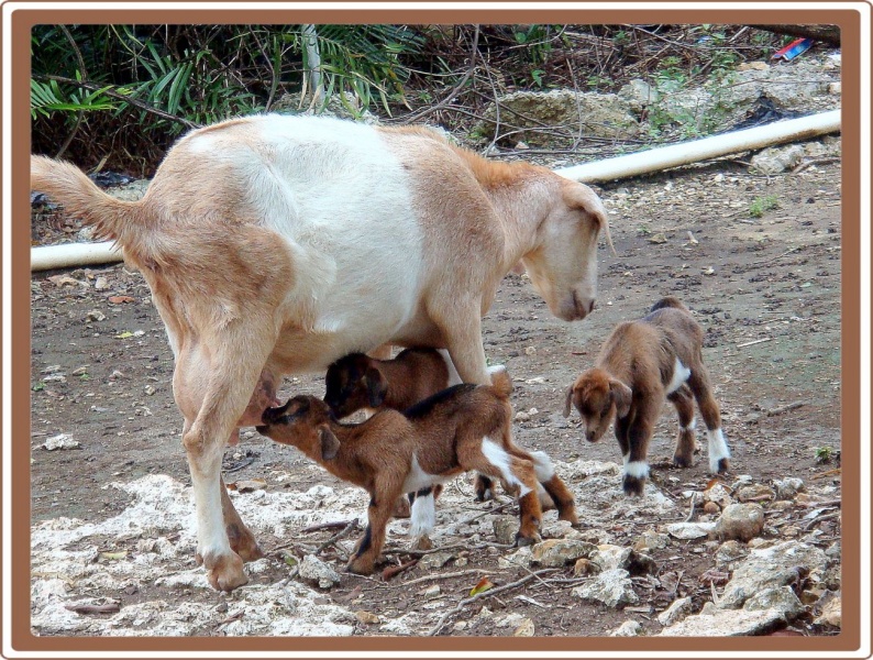 Ihre Mutter kam, brachte die Milch ...