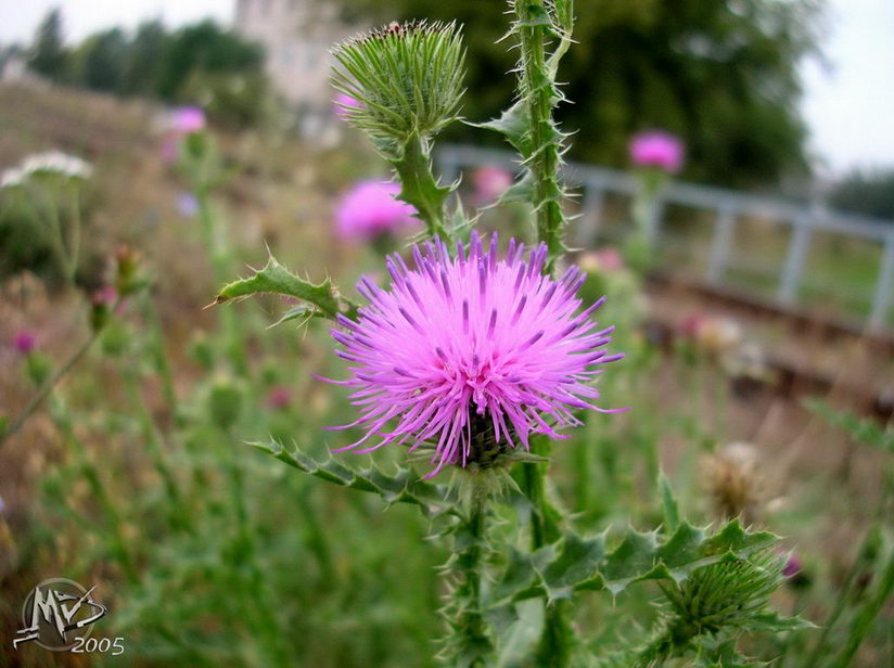 Eine Blume eine Art ...