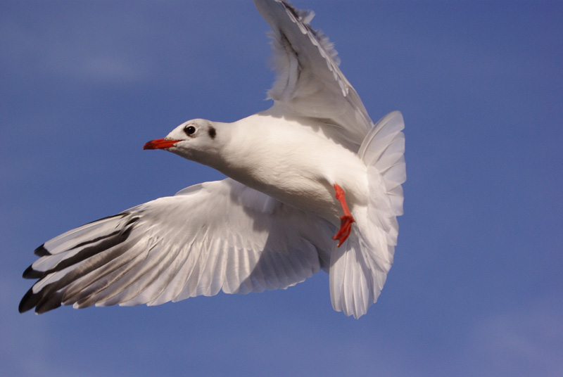 Flugtests. Die Hemmung.