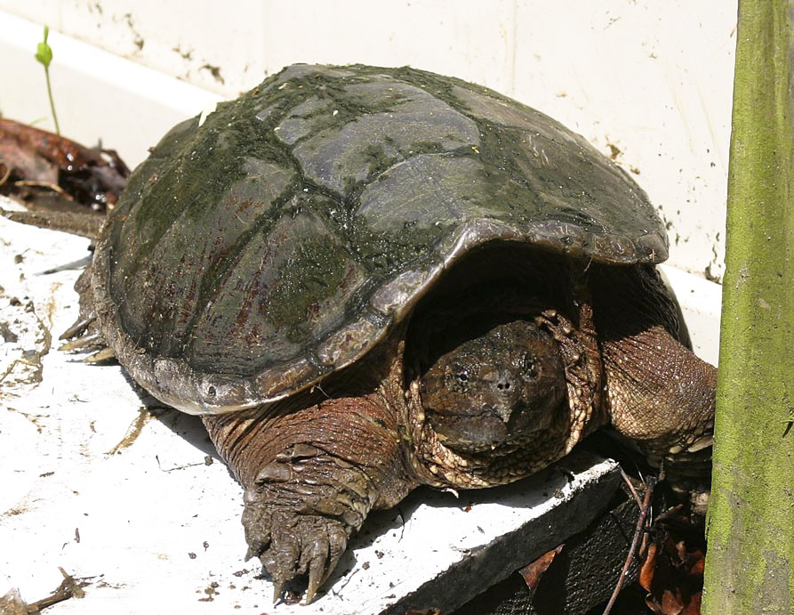 Gib mir den goldenen Schlüssel!