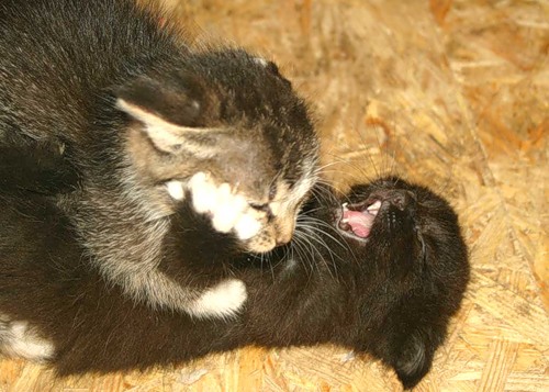 Ist ein Leben und Tod.