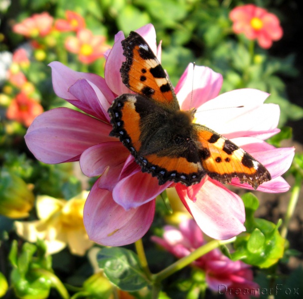 eine Blume unter den Blumen