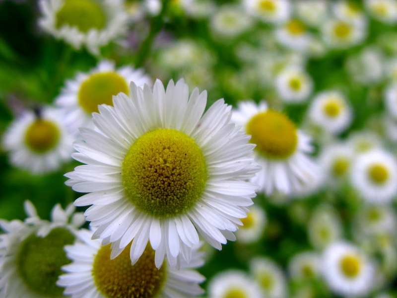 Gänseblümchen Schwarm