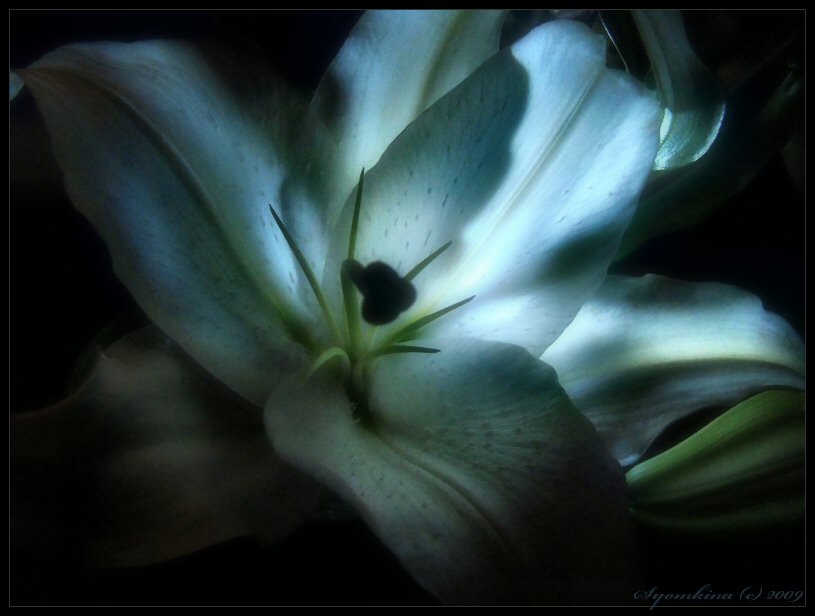 Moon flower