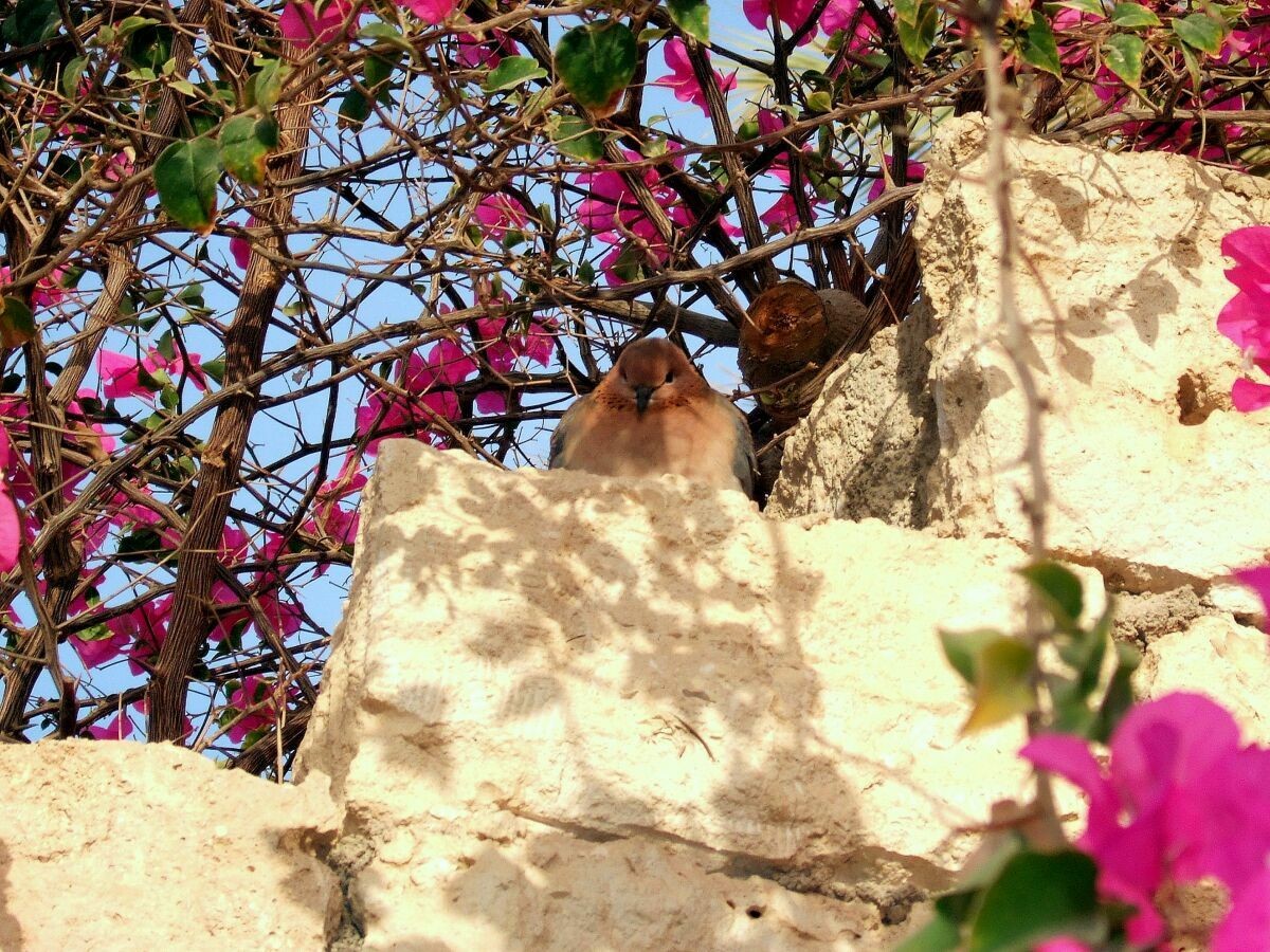 Verschmelzung mit der Natur