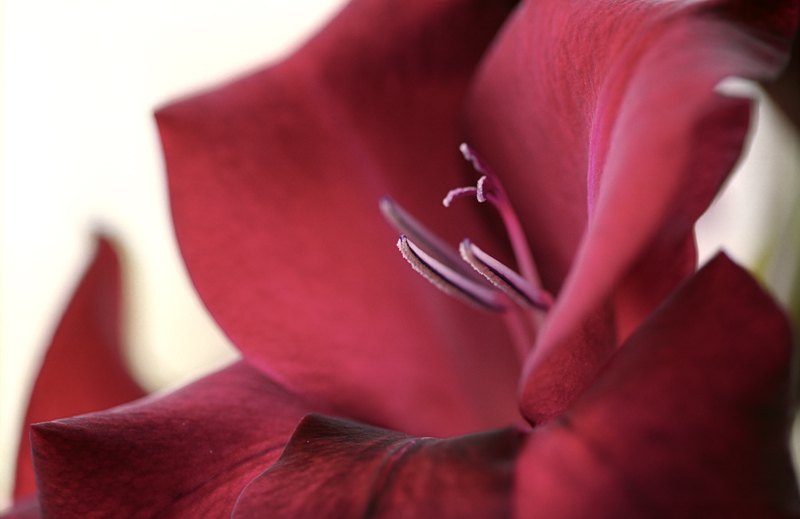 Die Perfektion der Farbe und Schönheit .....