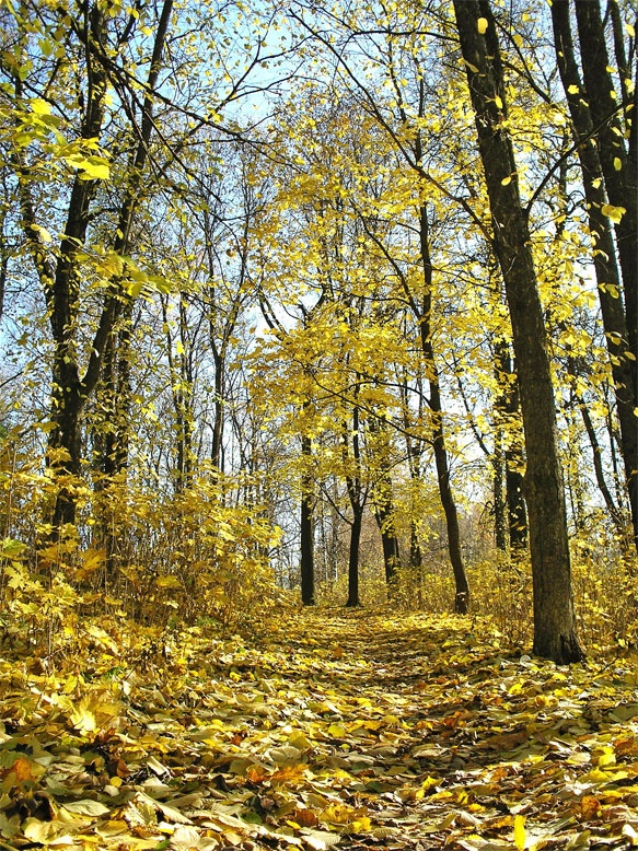 Im Vorgriff auf die Gold-