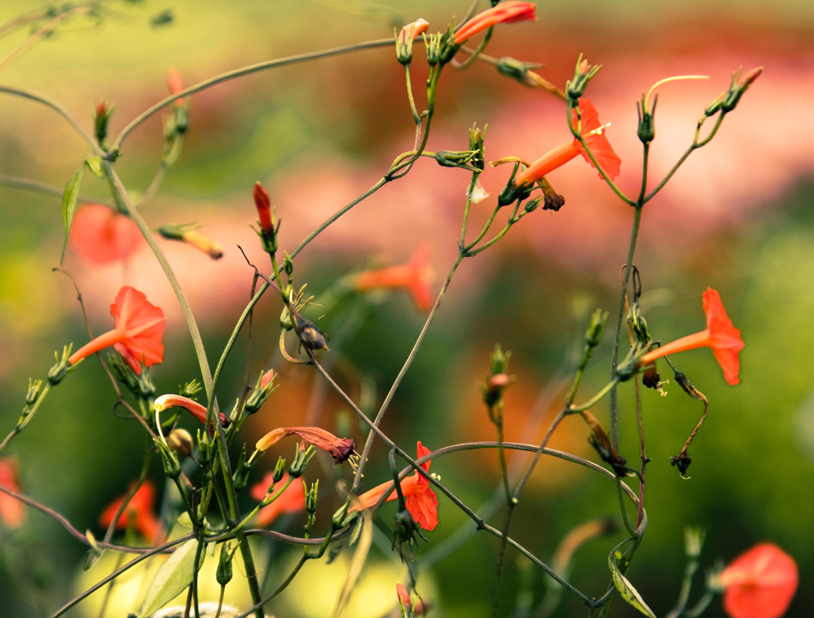 Die Lichter des scheidenden Sommers