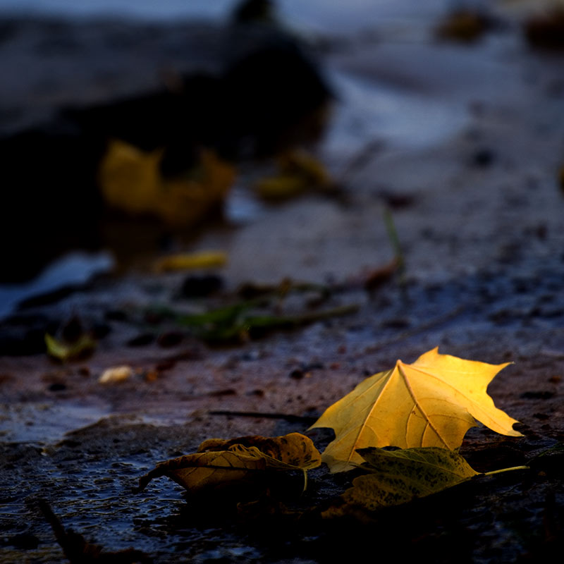 Lassen Herbst aufhellen Dumpfheit des Alltags