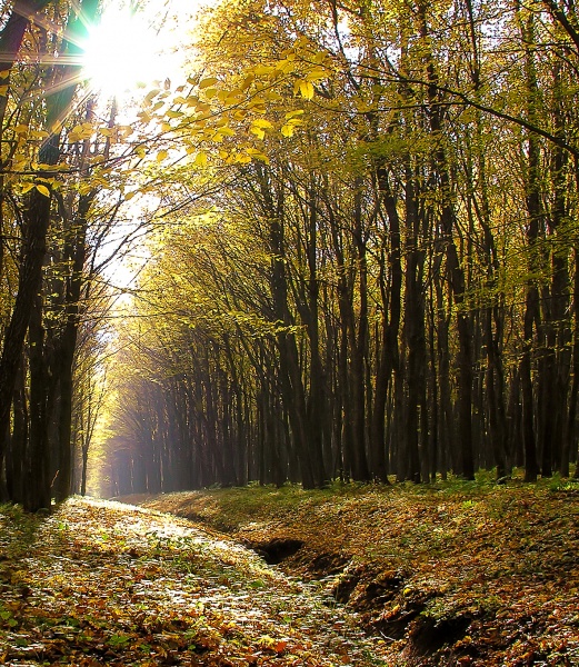 zolata 999-Value-Test