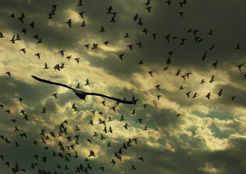 Morgen war der Krieg ..