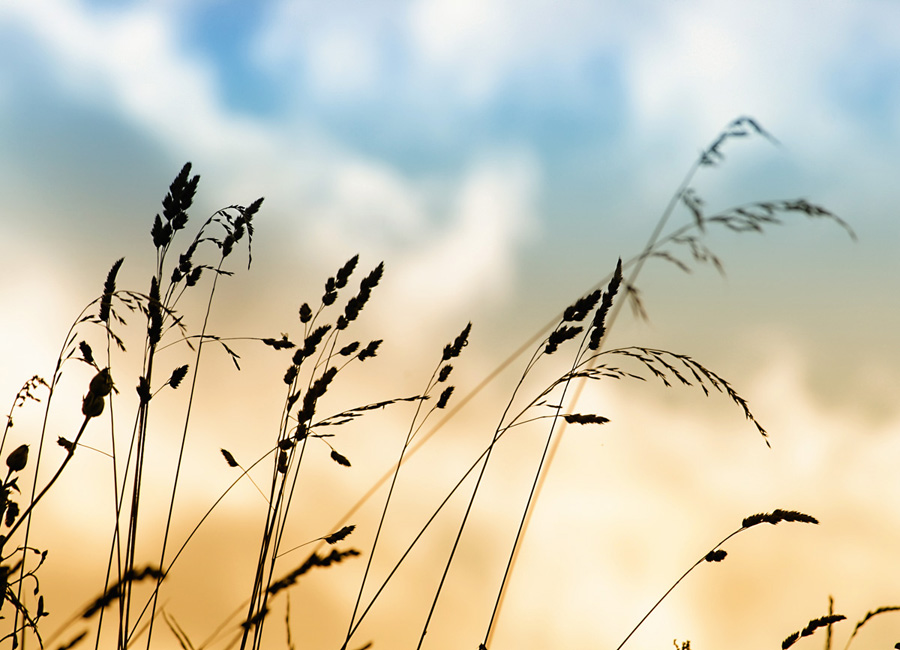 in den Himmel kommen