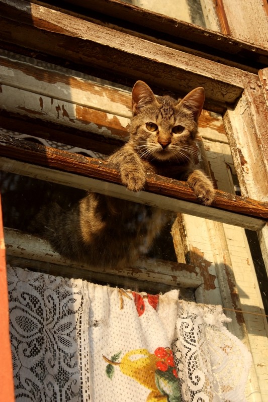 abaldevshy Katze .... oder pribaldevshy)