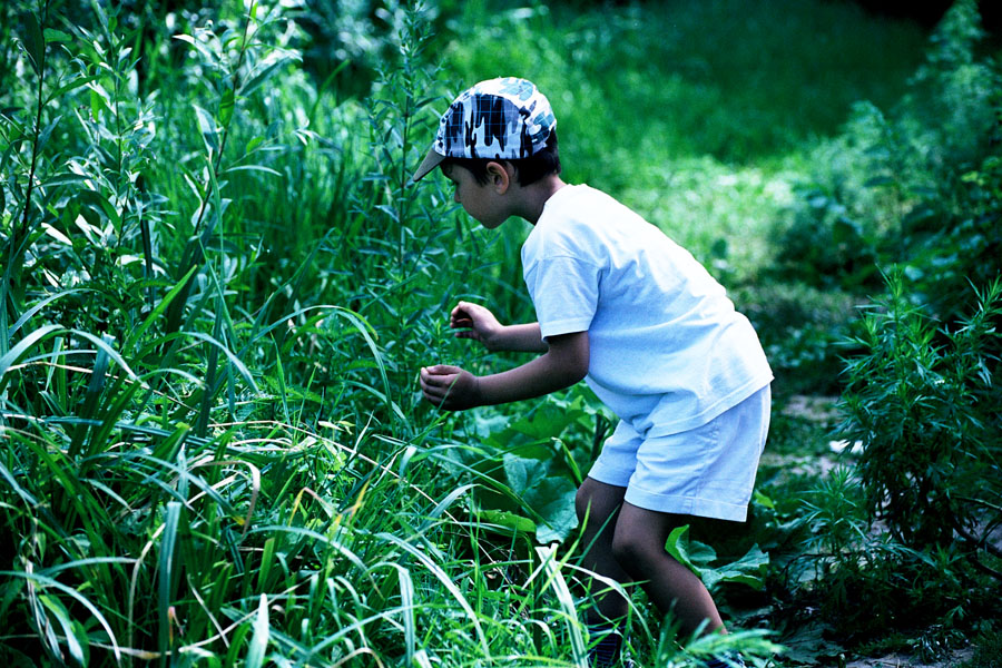 Jagd auf Heuschrecken