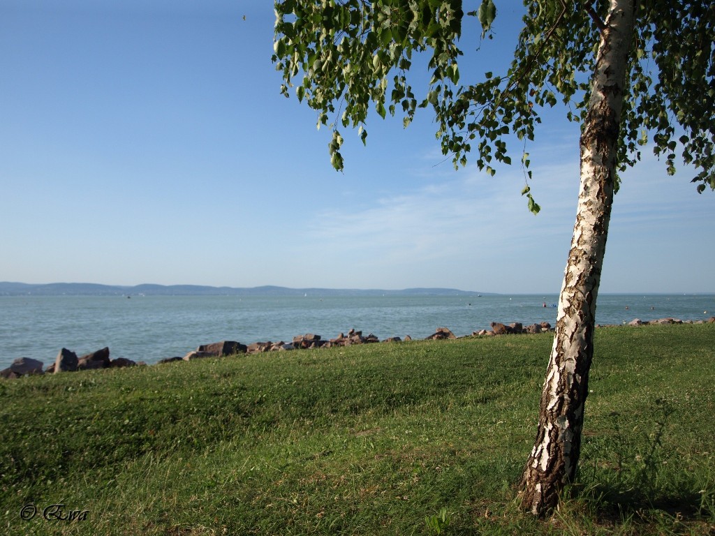 Und der See wächst Birke ...