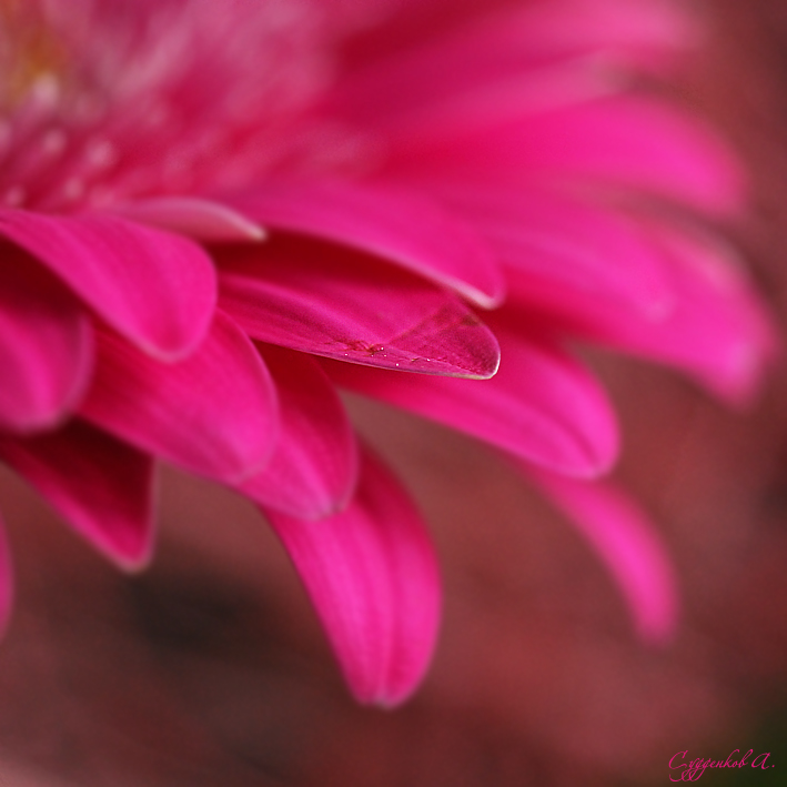 Einer von vielen ....