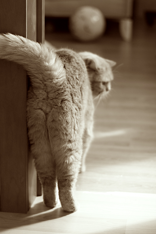 Die Rückseite des Mars