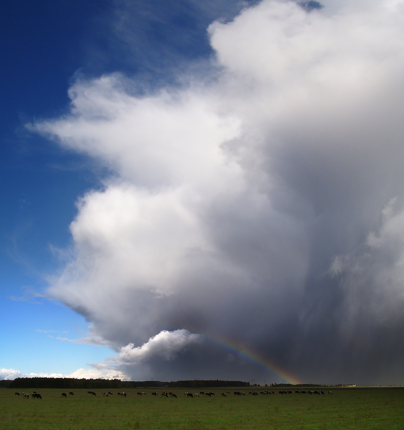 ........... ............ Tales Schäfer