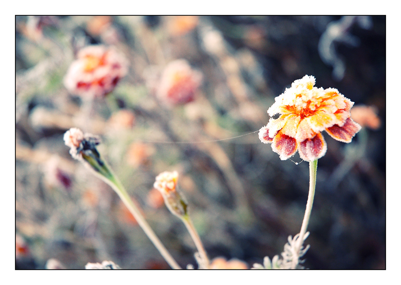 Über den ersten Frost ...