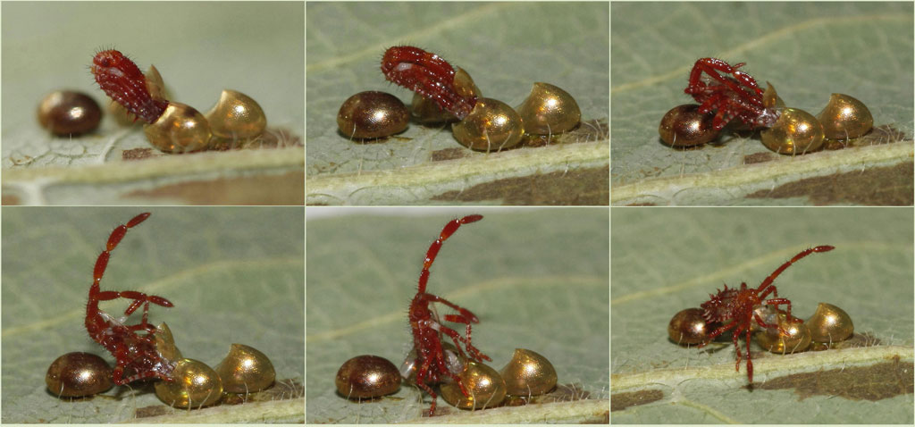 Die Geburt eines anderen