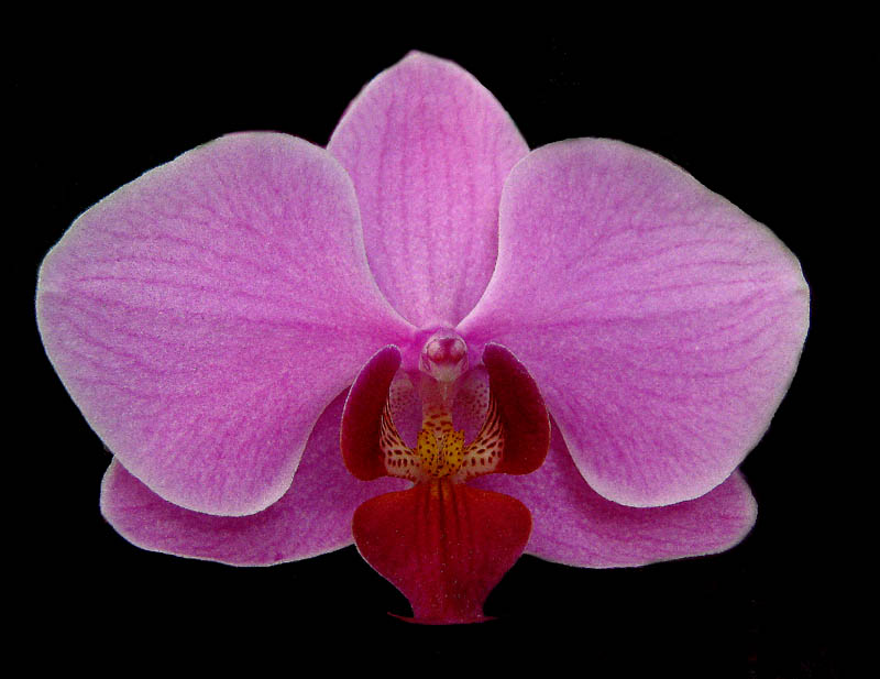 Orchidee