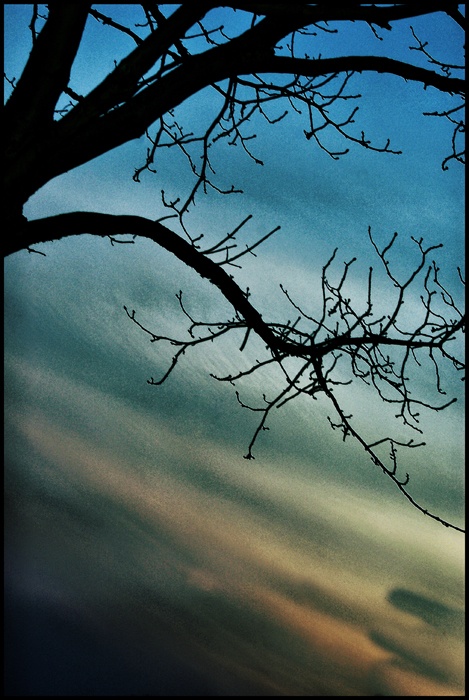 Splitter von der Art der