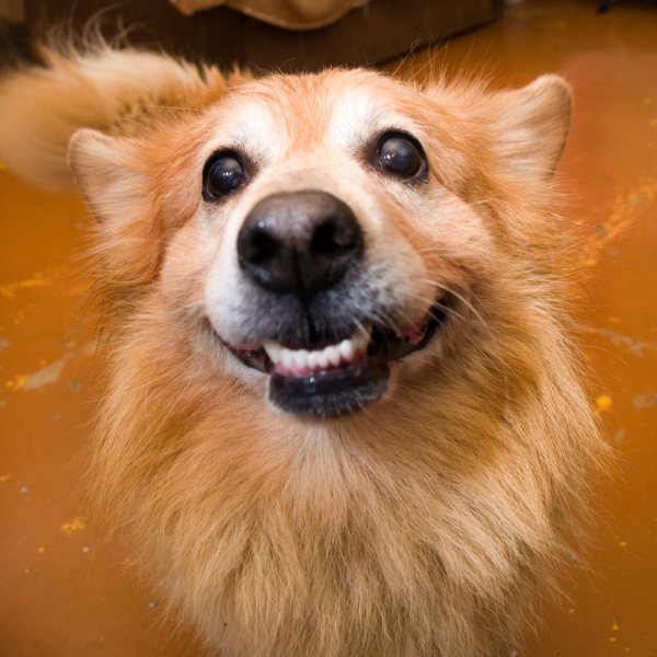 Bringt ein Spielzeug Meister