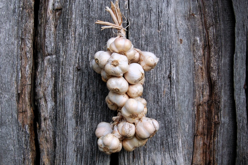 GARLIC