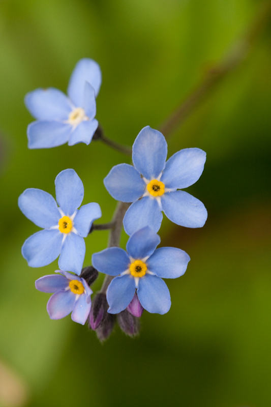 Once upon a time es war Frühling.