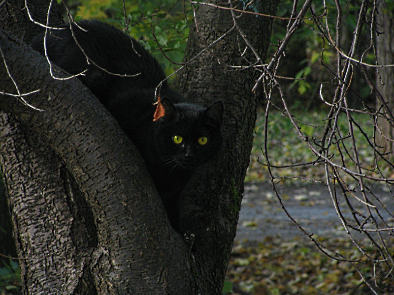 (Flüstern, verschmitzt, fleischfressende) priveeet:)