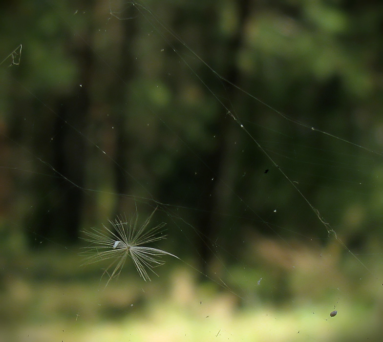 fliegen würde, um das Paradies, sondern die Sünde ist nicht erlaubt