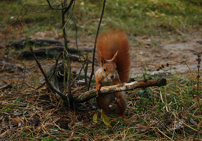 Protein Maschinengewehrschütze:)